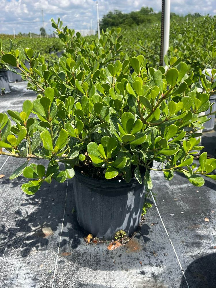 clusia-rosea-nana-dwarf-pitch-apple-autograph-tree