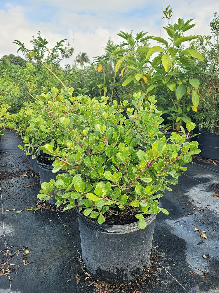 clusia-rosea-nana-dwarf-pitch-apple-autograph-tree