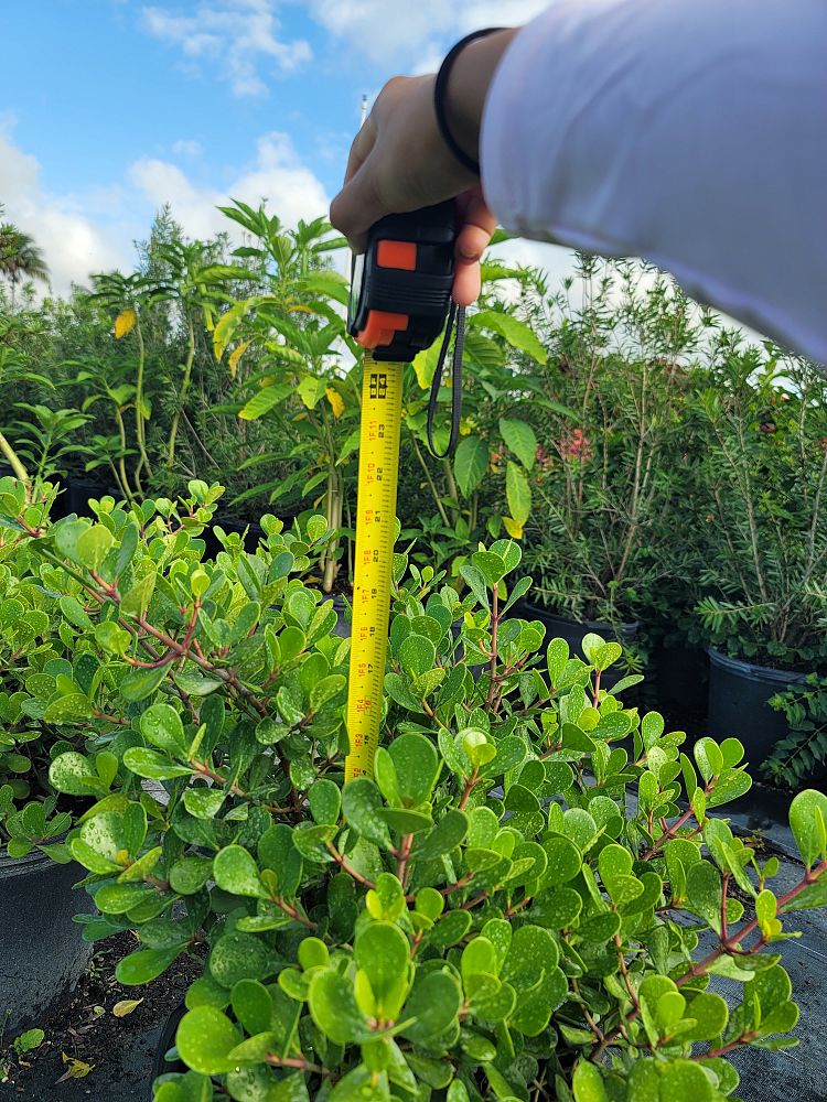 clusia-rosea-nana-dwarf-pitch-apple-autograph-tree