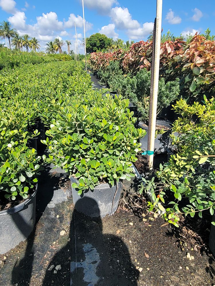 clusia-rosea-nana-dwarf-pitch-apple-autograph-tree