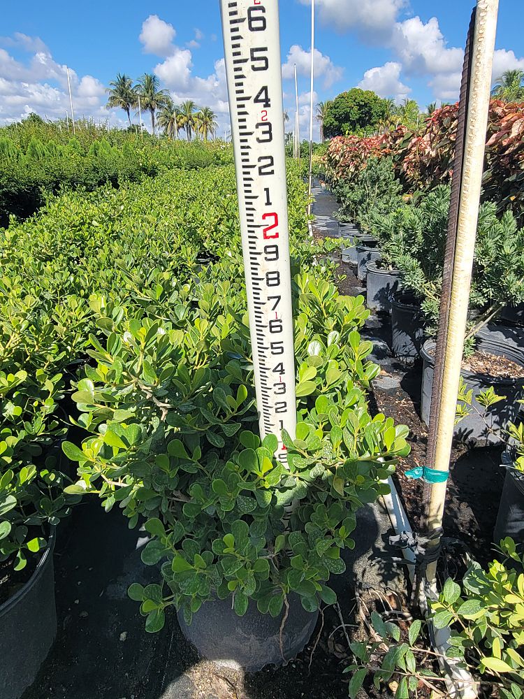 clusia-rosea-nana-dwarf-pitch-apple-autograph-tree