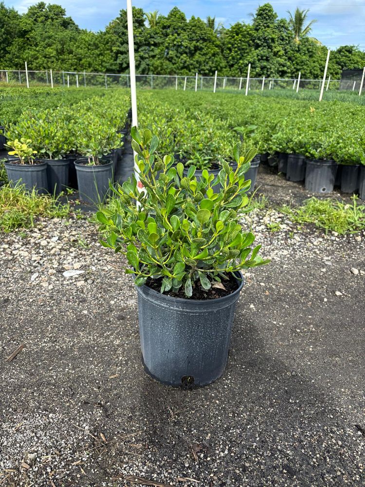 clusia-rosea-nana-dwarf-pitch-apple-autograph-tree