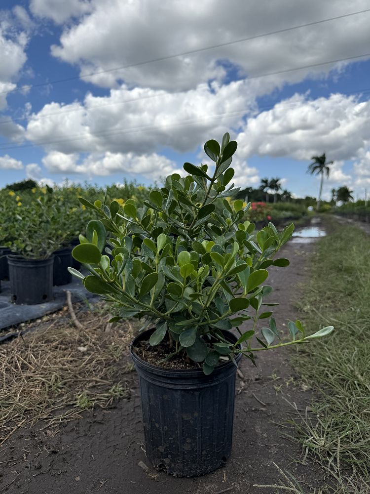 clusia-rosea-nana-dwarf-pitch-apple-autograph-tree