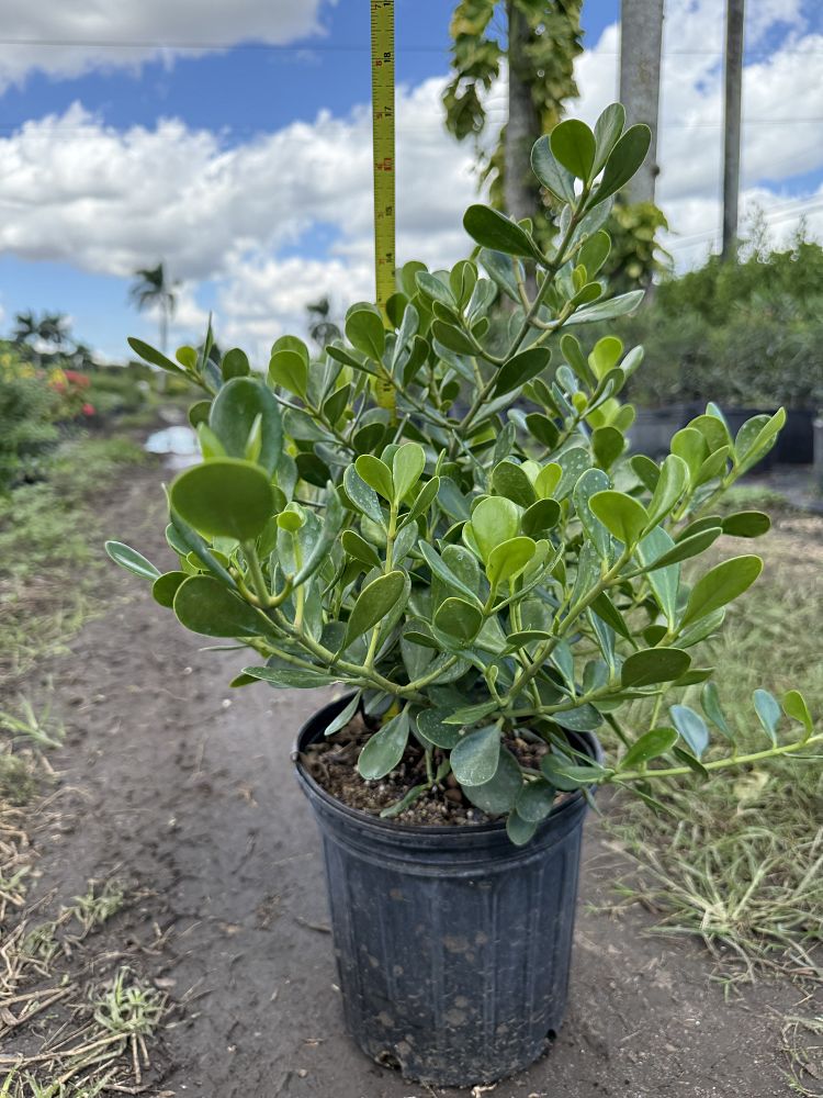 clusia-rosea-nana-dwarf-pitch-apple-autograph-tree