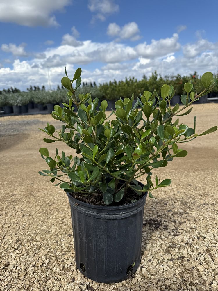 clusia-rosea-nana-dwarf-pitch-apple-autograph-tree