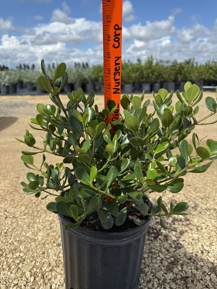 clusia-rosea-nana-dwarf-pitch-apple-autograph-tree