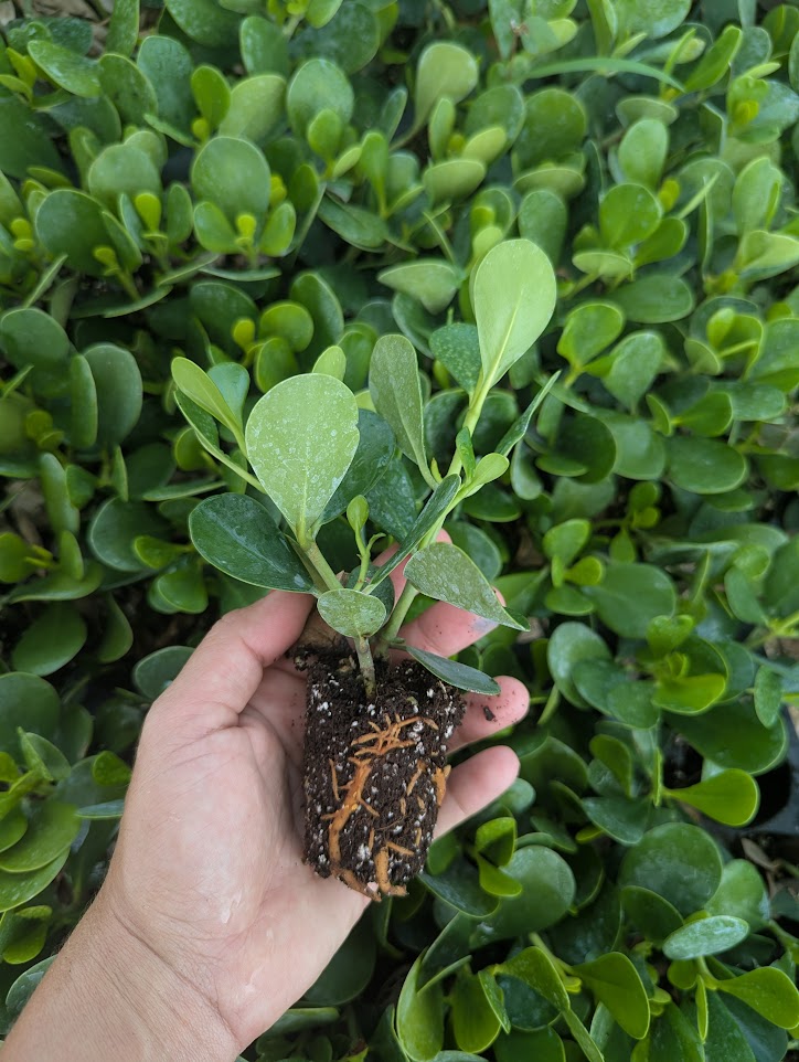clusia-rosea-nana-dwarf-pitch-apple-autograph-tree