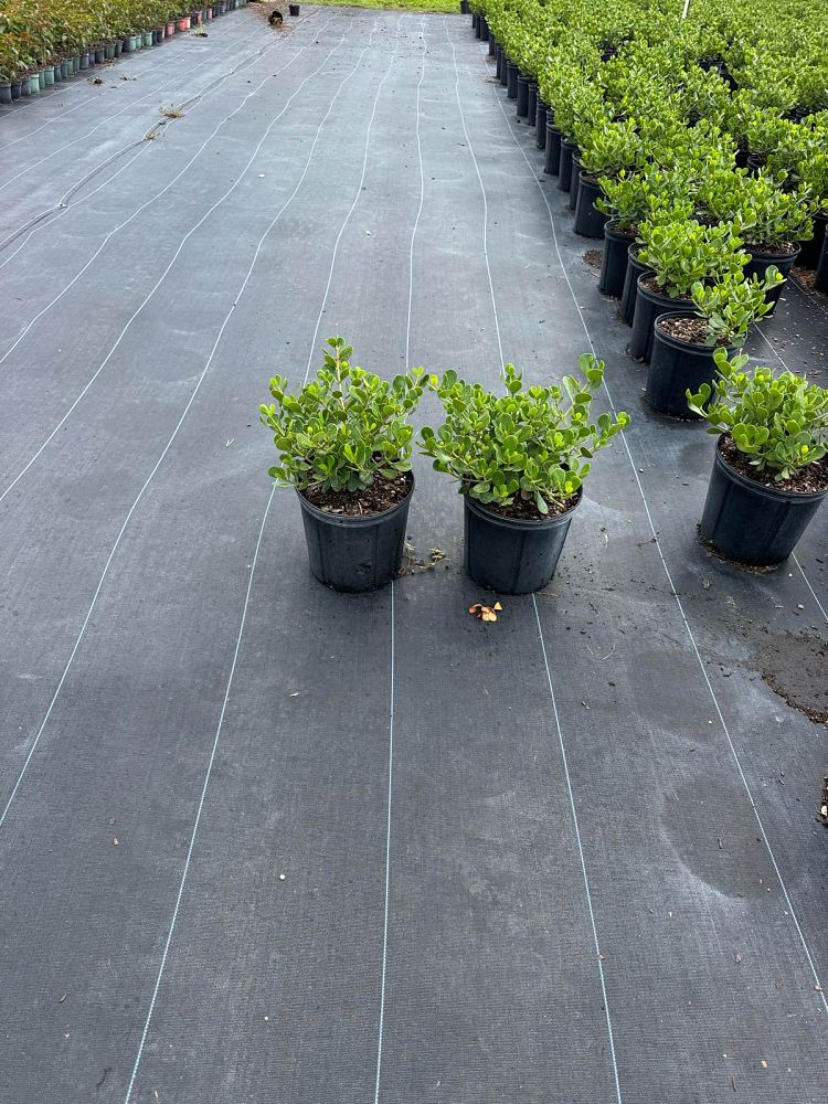 clusia-rosea-nana-dwarf-pitch-apple-autograph-tree