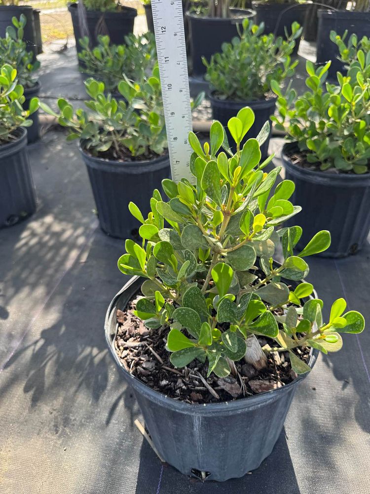 clusia-rosea-nana-dwarf-pitch-apple-autograph-tree