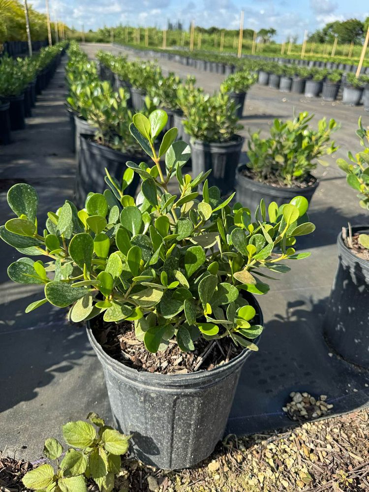 clusia-rosea-nana-dwarf-pitch-apple-autograph-tree