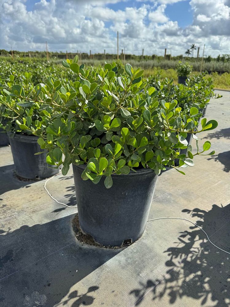 clusia-rosea-nana-dwarf-pitch-apple-autograph-tree