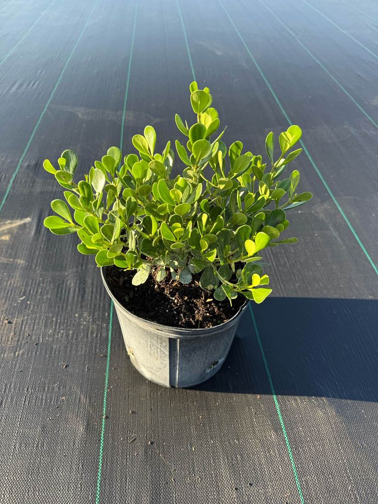 clusia-rosea-nana-dwarf-pitch-apple-autograph-tree
