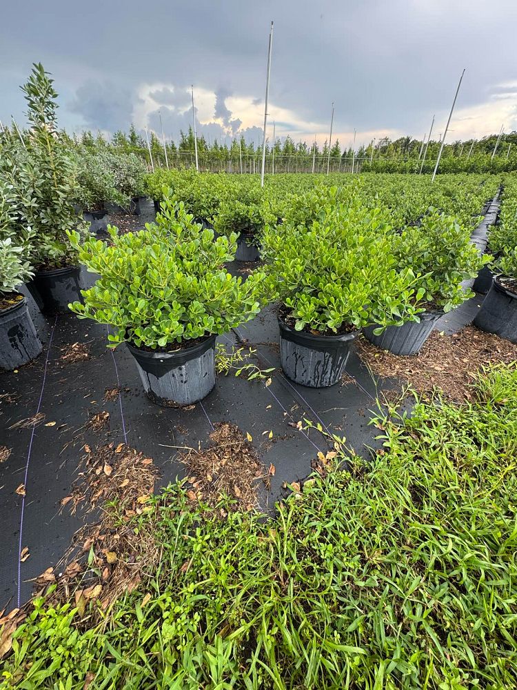 clusia-rosea-nana-dwarf-pitch-apple-autograph-tree
