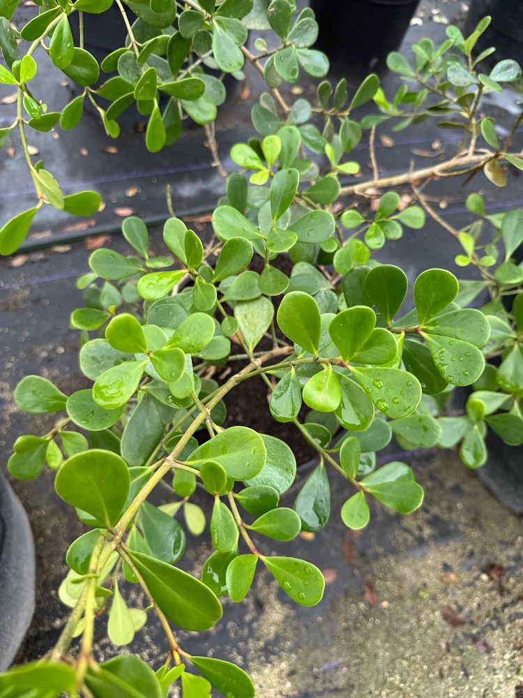 clusia-rosea-nana-dwarf-pitch-apple-autograph-tree