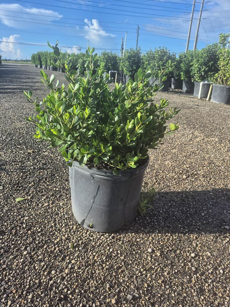 clusia-rosea-nana-dwarf-pitch-apple-autograph-tree