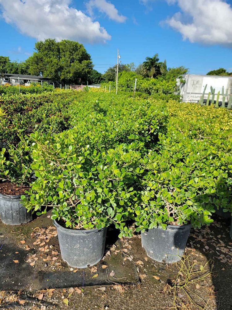 clusia-rosea-nana-dwarf-pitch-apple-autograph-tree