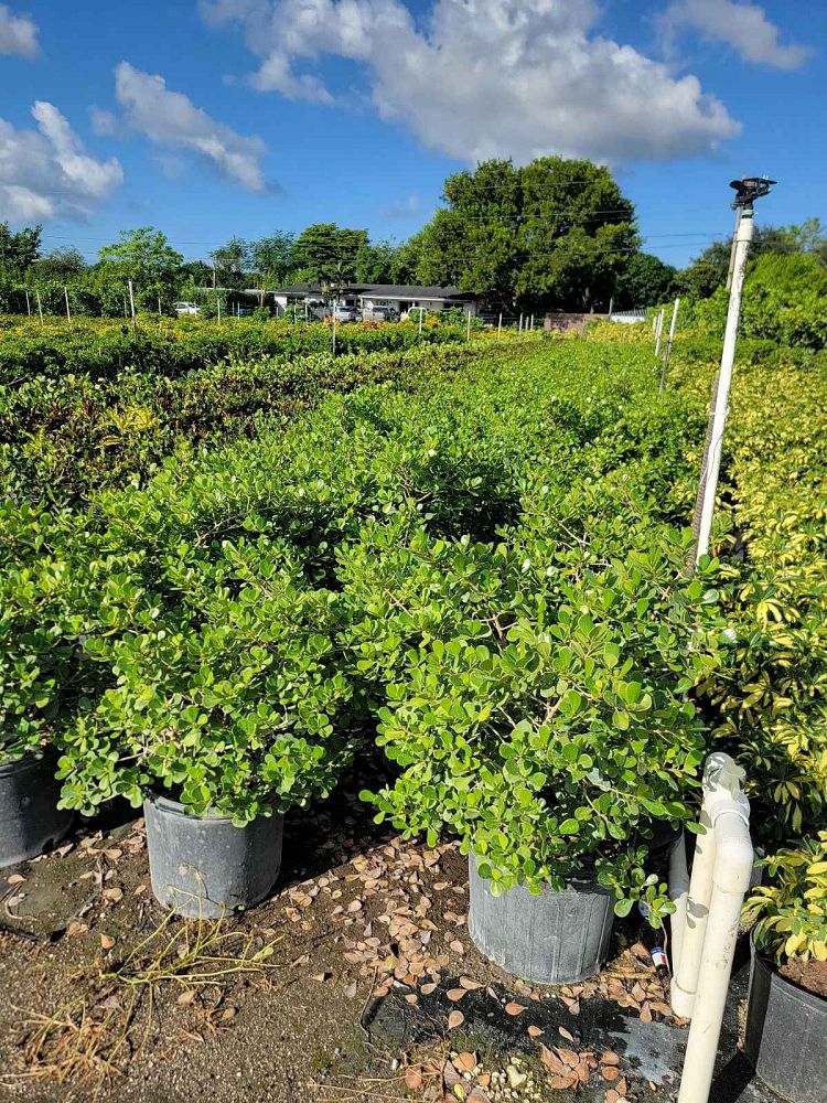 clusia-rosea-nana-dwarf-pitch-apple-autograph-tree