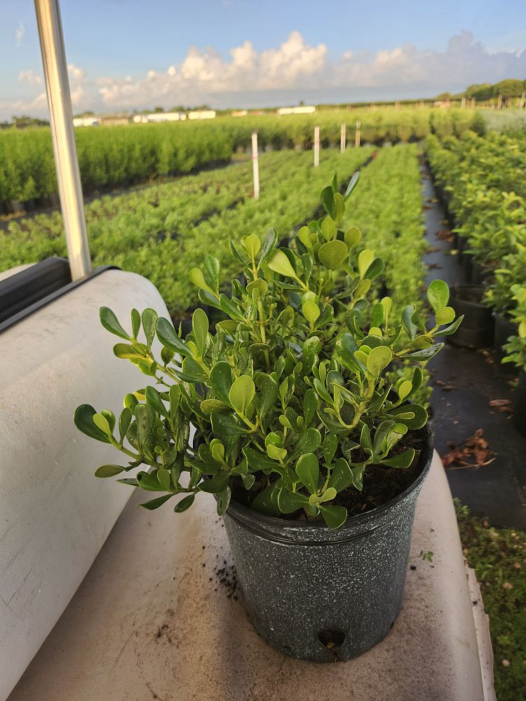clusia-rosea-nana-dwarf-pitch-apple-autograph-tree