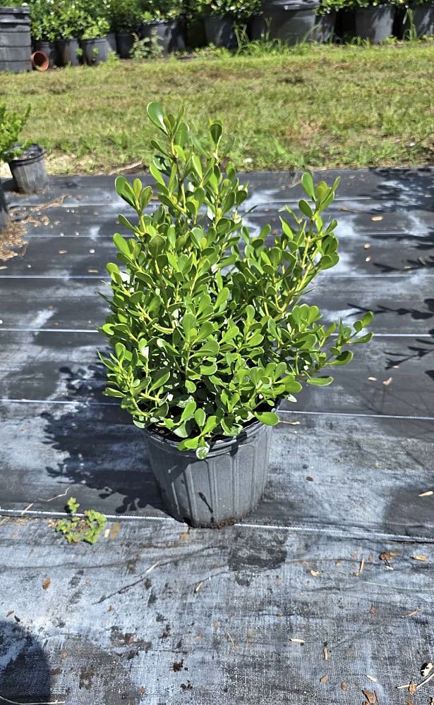 clusia-rosea-nana-dwarf-pitch-apple-autograph-tree