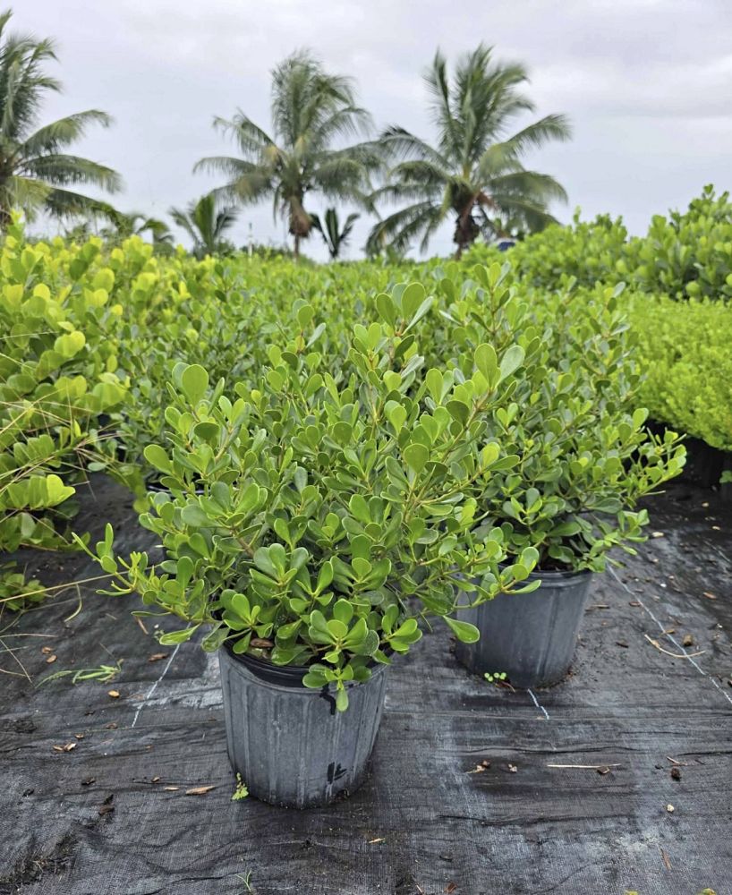 clusia-rosea-nana-dwarf-pitch-apple-autograph-tree