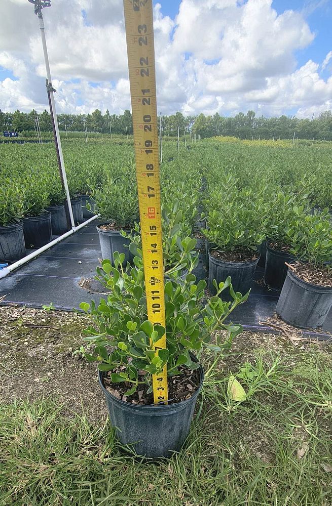 clusia-rosea-nana-dwarf-pitch-apple-autograph-tree