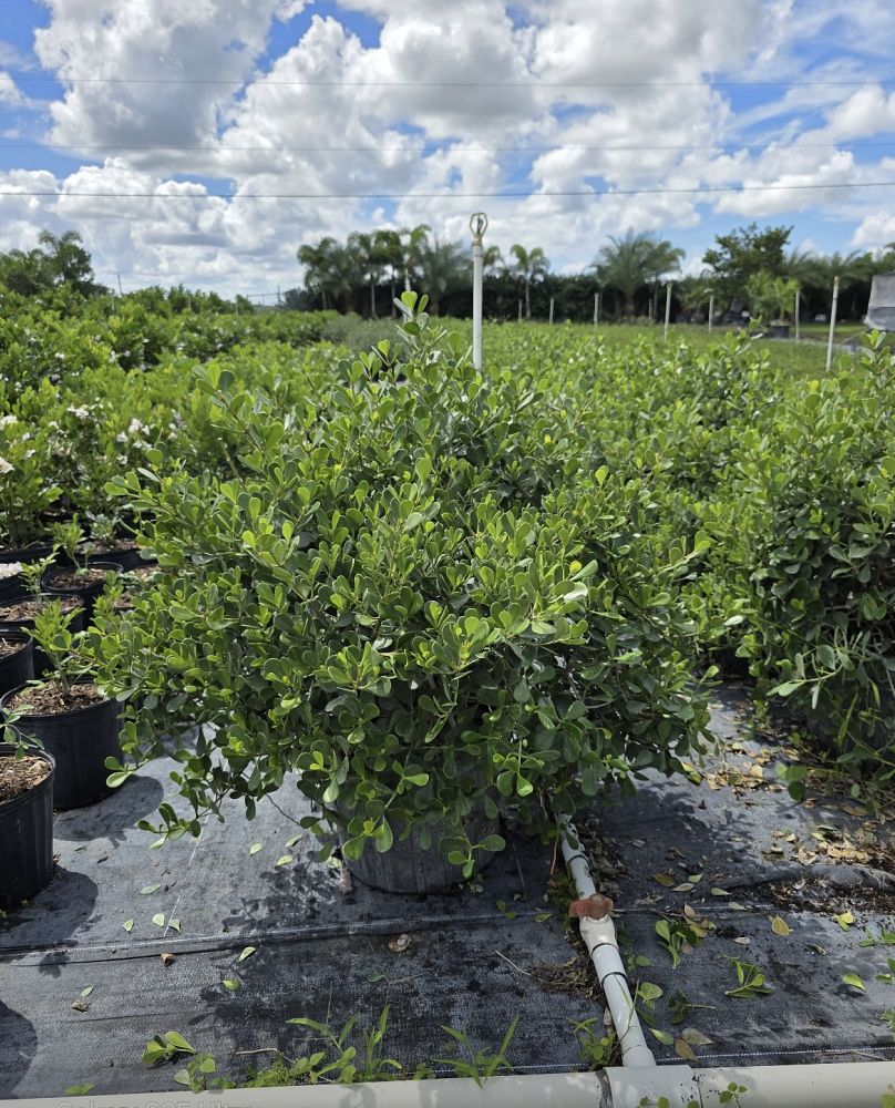 clusia-rosea-nana-dwarf-pitch-apple-autograph-tree
