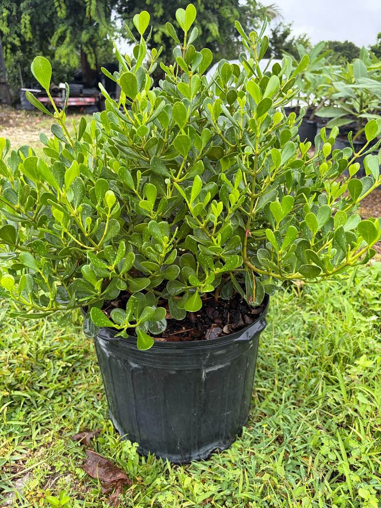 clusia-rosea-nana-dwarf-pitch-apple-autograph-tree