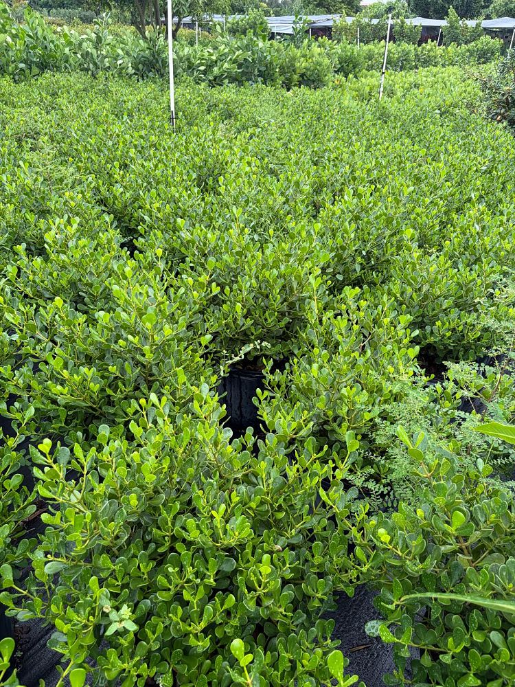 clusia-rosea-nana-dwarf-pitch-apple-autograph-tree