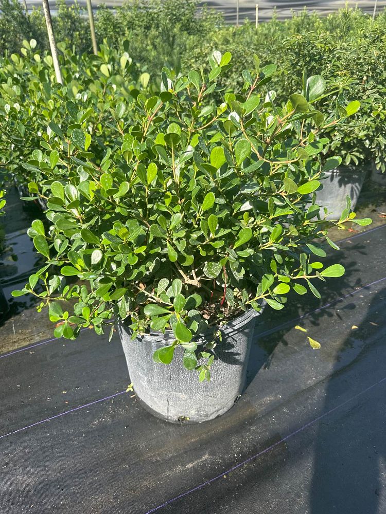 clusia-rosea-nana-dwarf-pitch-apple-autograph-tree