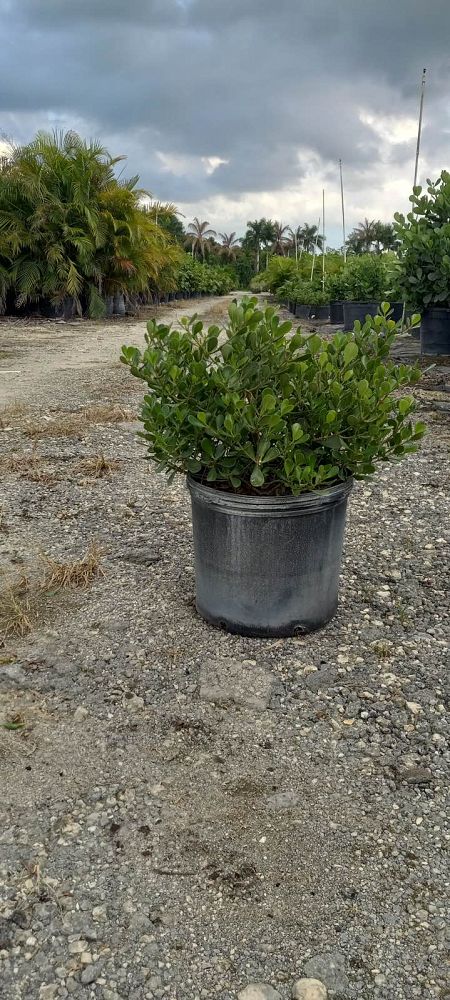 clusia-rosea-nana-dwarf-pitch-apple-autograph-tree