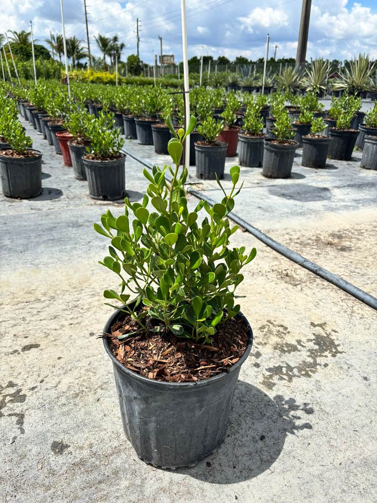 clusia-rosea-nana-dwarf-pitch-apple-autograph-tree