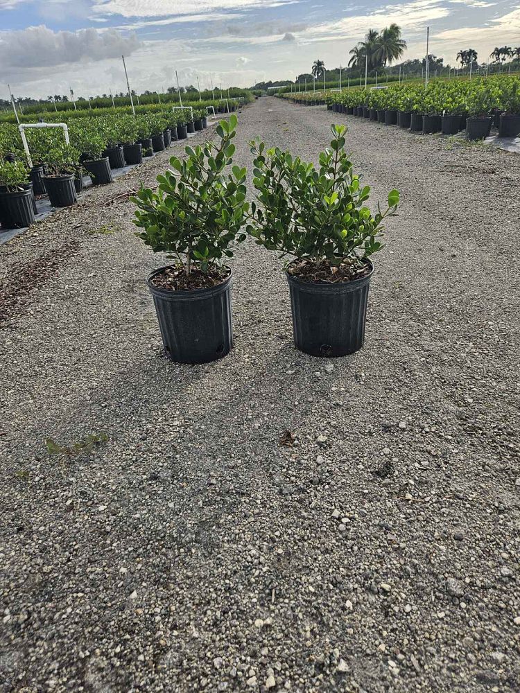 clusia-rosea-nana-dwarf-pitch-apple-autograph-tree