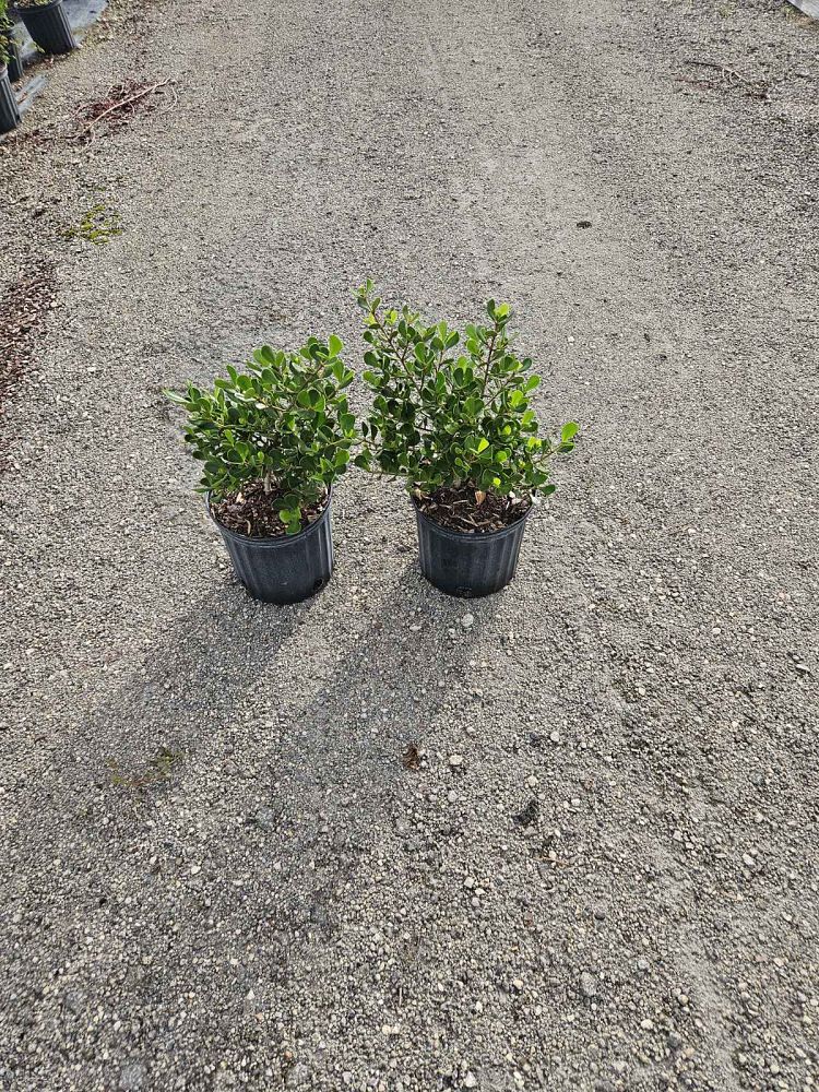 clusia-rosea-nana-dwarf-pitch-apple-autograph-tree