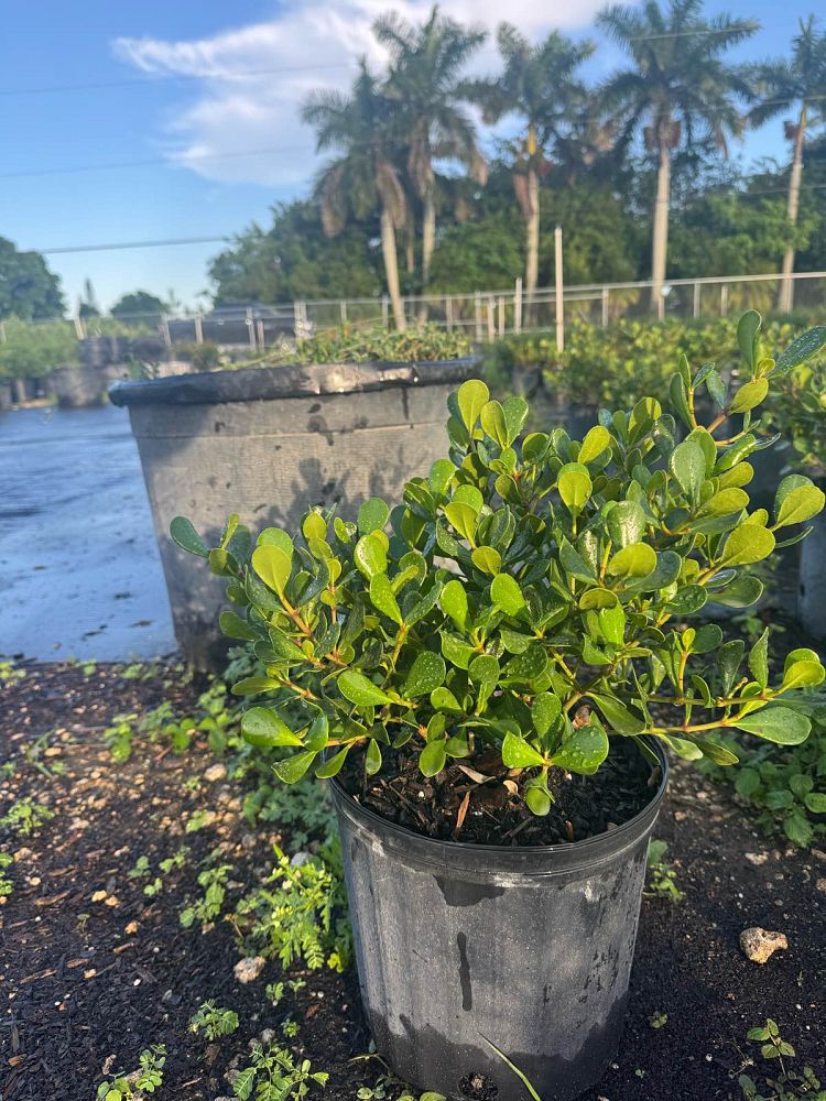 clusia-rosea-nana-dwarf-pitch-apple-autograph-tree