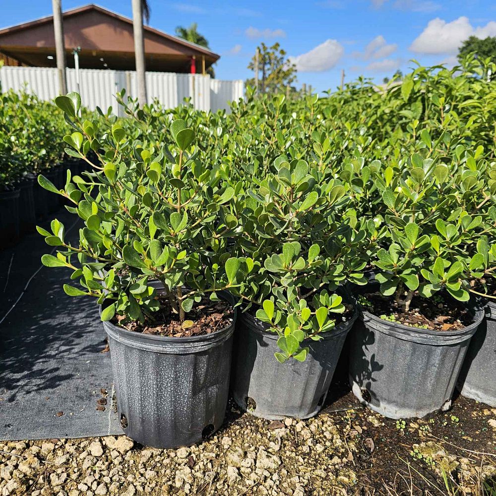 clusia-rosea-nana-dwarf-pitch-apple-autograph-tree