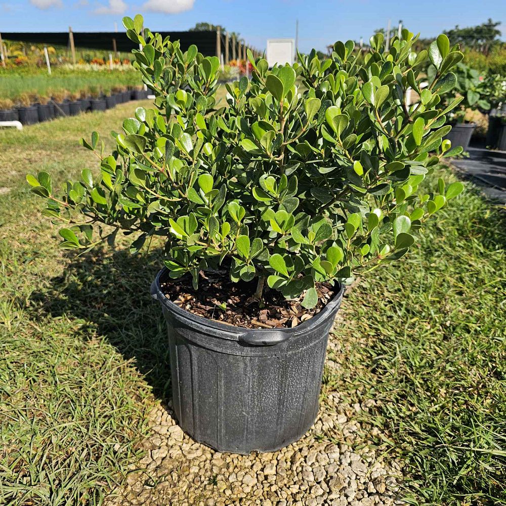 clusia-rosea-nana-dwarf-pitch-apple-autograph-tree