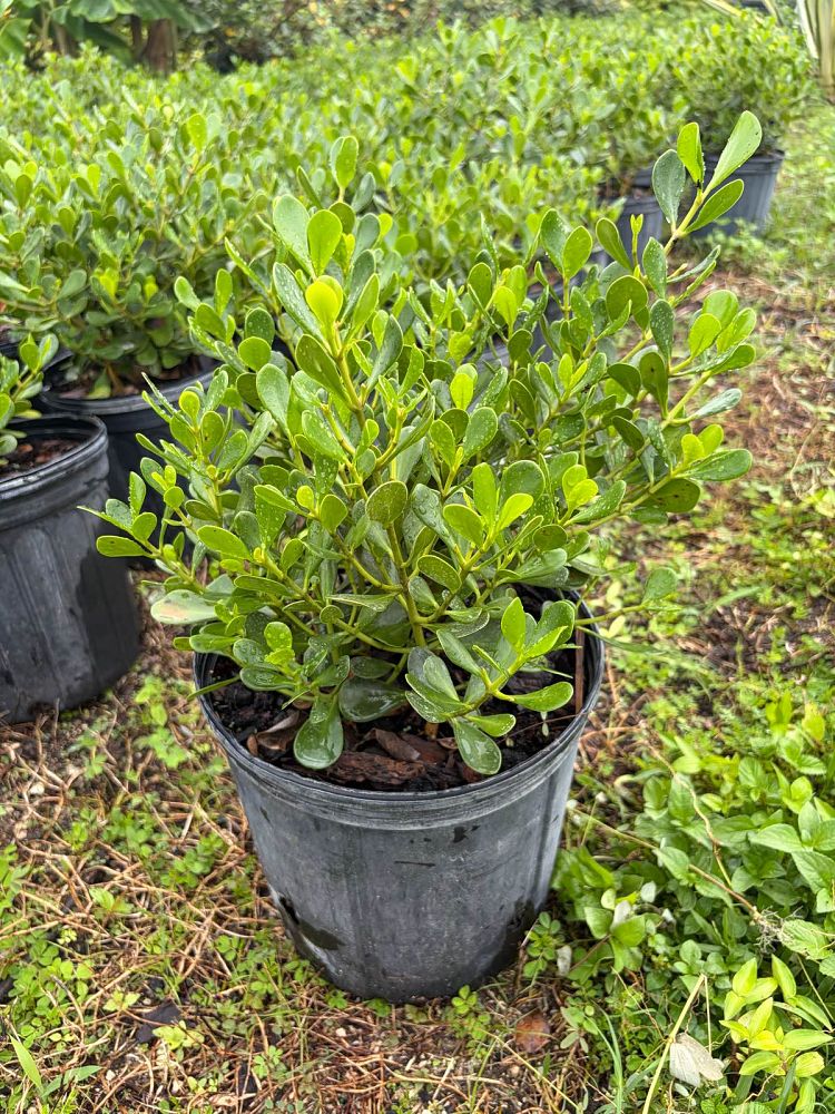 clusia-rosea-nana-dwarf-pitch-apple-autograph-tree