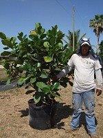 clusia-rosea-pitch-apple-autograph-tree