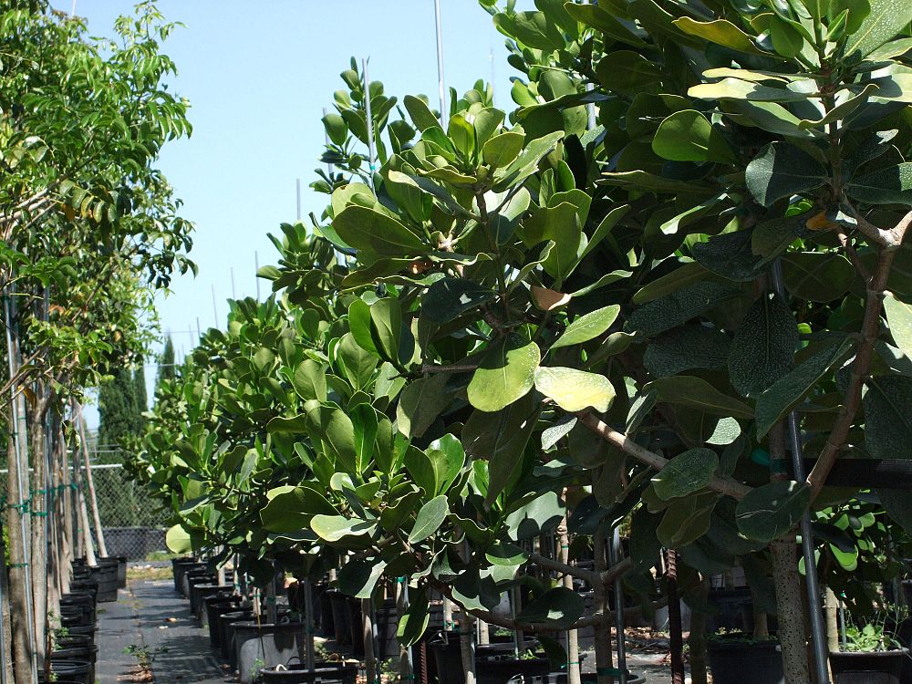 clusia-rosea-pitch-apple-autograph-tree