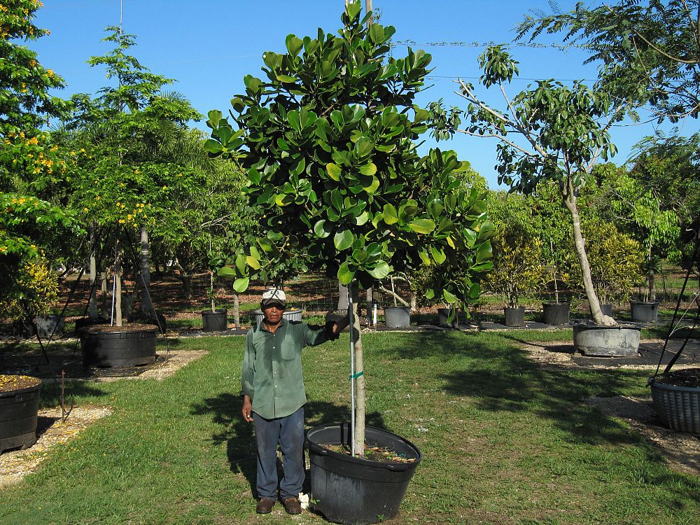 clusia-rosea-pitch-apple-autograph-tree