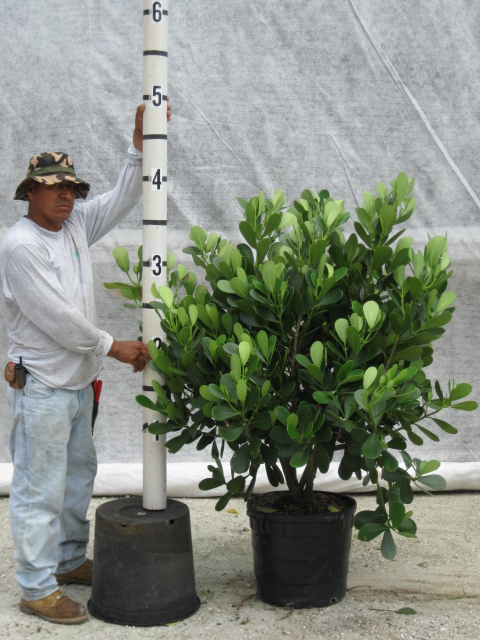 clusia-rosea-pitch-apple-autograph-tree