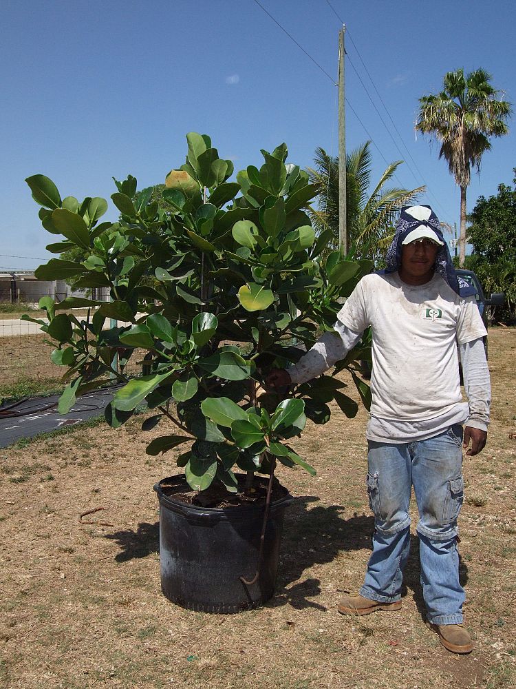 clusia-rosea-pitch-apple-autograph-tree
