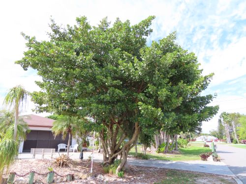 clusia-rosea-pitch-apple-autograph-tree