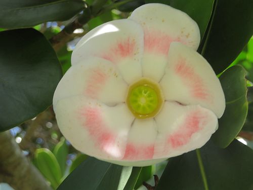 clusia-rosea-pitch-apple-autograph-tree