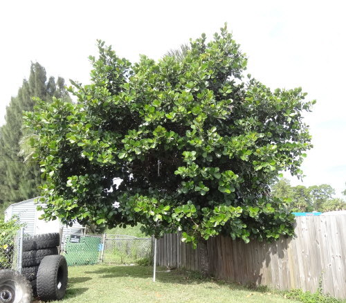 clusia-rosea-pitch-apple-autograph-tree