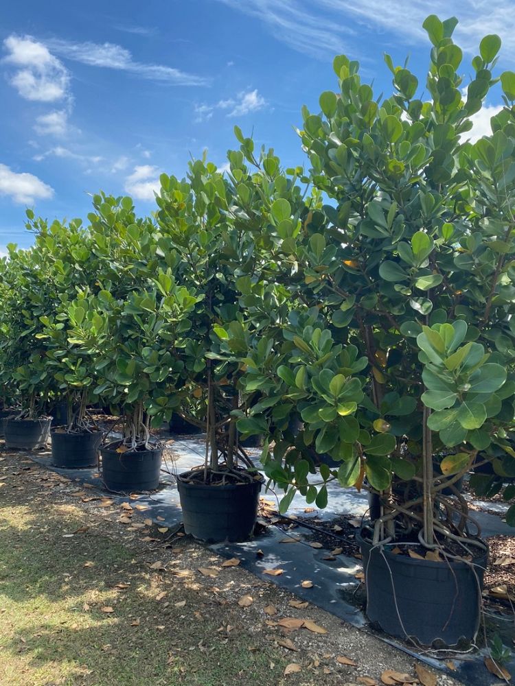 clusia-rosea-pitch-apple-autograph-tree