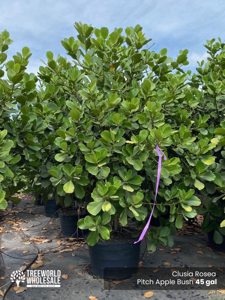 clusia-rosea-pitch-apple-autograph-tree
