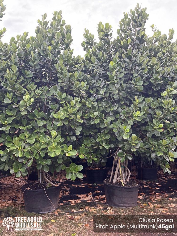 clusia-rosea-pitch-apple-autograph-tree