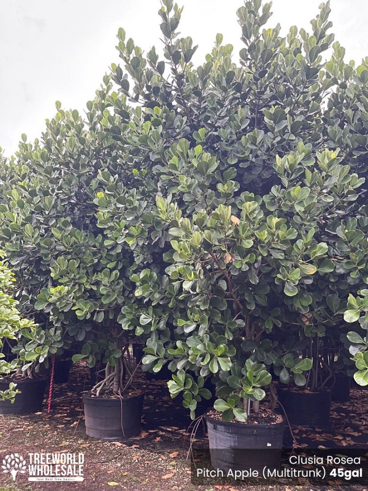 clusia-rosea-pitch-apple-autograph-tree