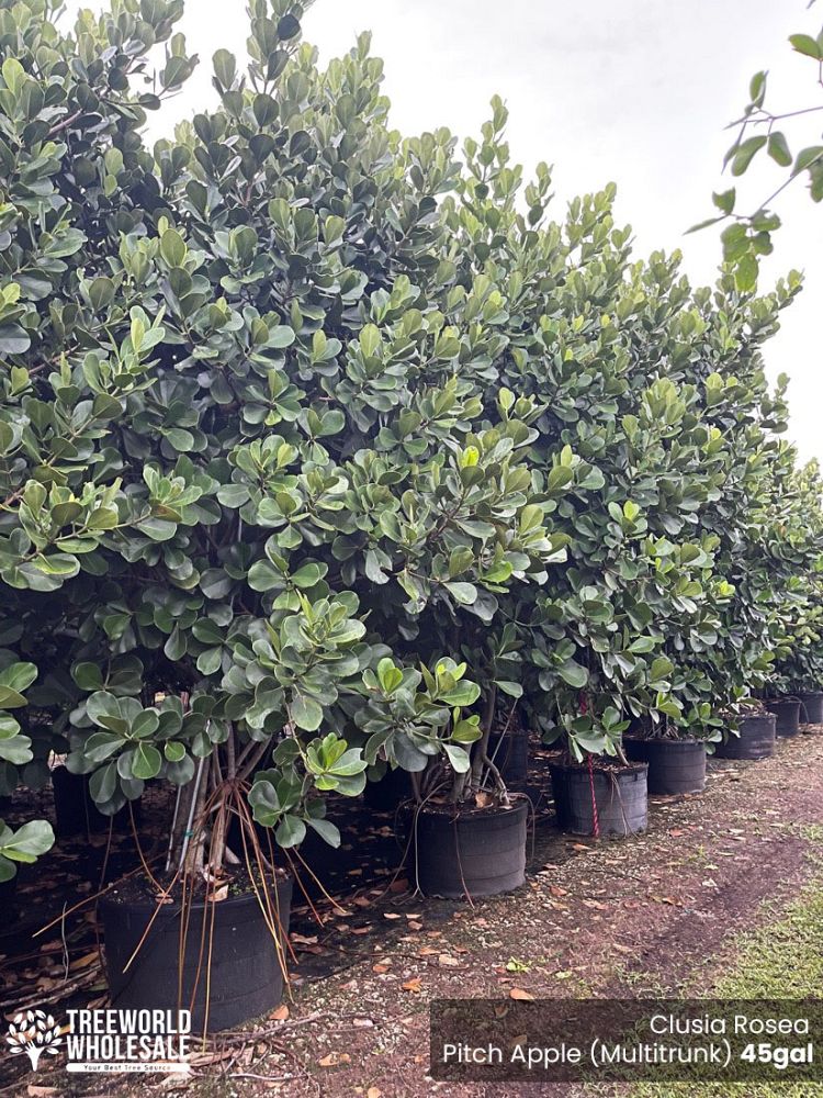 clusia-rosea-pitch-apple-autograph-tree